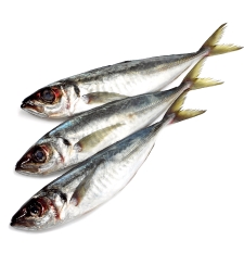 Horse Mackerel (Kote)